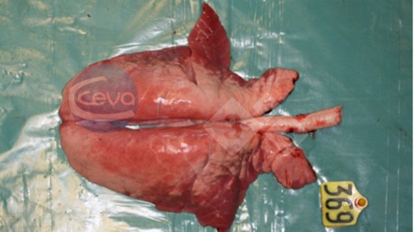 Imagen 1. Pulm&oacute;n de cerdo despu&eacute;s de la infecci&oacute;n experimental con gripe A
