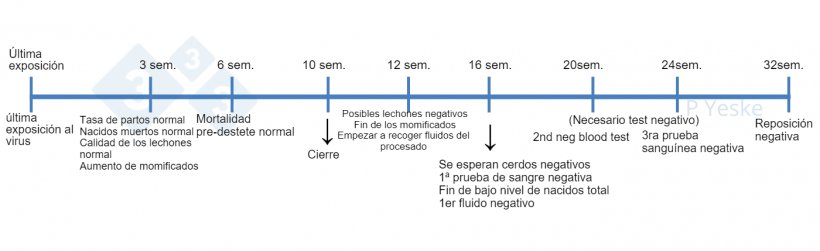 Figura 1. Cronolog&iacute;a de la estabilizaci&oacute;n tras la exposici&oacute;n al virus de PRRS. Se describen algunas de las etapas que hay que vigilar mientras se produce la eliminaci&oacute;n del virus y cu&aacute;les deben ser las expectativas. Somos conscientes de que cada granja tendr&aacute; circunstancias &uacute;nicas que pueden alterar esta l&iacute;nea de tiempo, pero esto es una referencia para cuando comienza el proceso.
