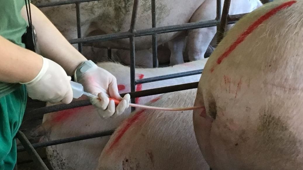 Inseminaci&oacute;n artificial
