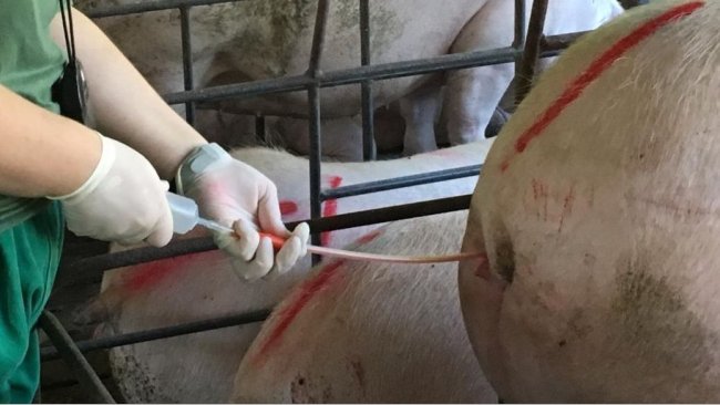 Inseminación artificial