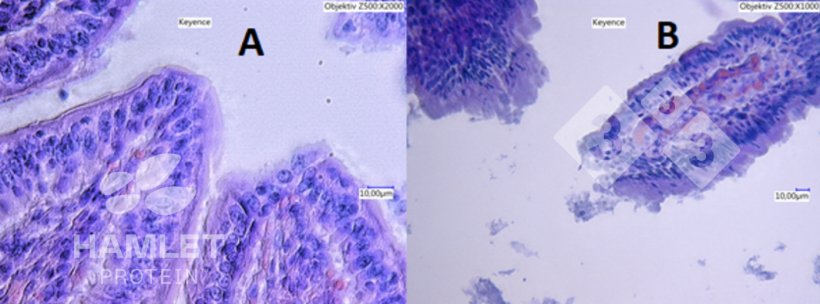 Figura 2. Im&aacute;genes con microscopio electr&oacute;nico de la mucosa intestinal de lechones alimentados con: (A) harina de soja procesada enzim&aacute;ticamente para reducir el contenido de factores antinutricionales&nbsp;(izquierda) y (B)&nbsp;harina de soja convencional (derecha). En la imagen B se aprecian lesiones claras. Im&aacute;genes con copyright de&nbsp;Hamlet Protein.
