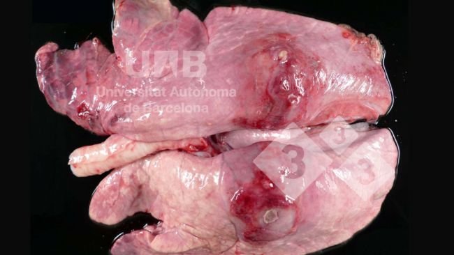 Figura 1. Pleuropneumonia fibrino-necrotizante compatible con App. Fuente: UAB.