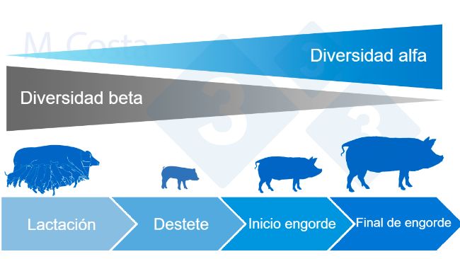 Figura&nbsp;4. Din&aacute;mica de la diversidad alfa y beta durante la vida del cerdo.
