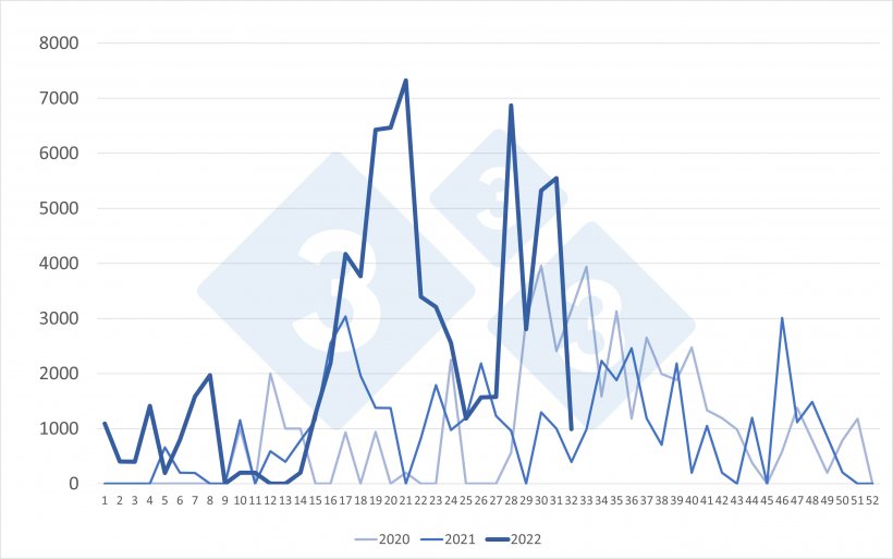 Importaciones semanales de cerdos neerlandeses (cabezas). Fuente: 333 a partir de datos de RVO.
