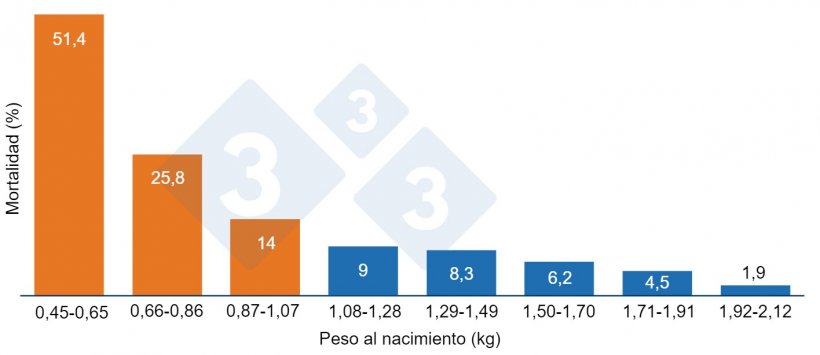 Gr&aacute;fico 1. Mortalidad pre destete en funci&oacute;n del peso al nacimiento. Los lechones con menos de 1,07 kilos (naranja)&nbsp;tienen una mayor mortalidad.
