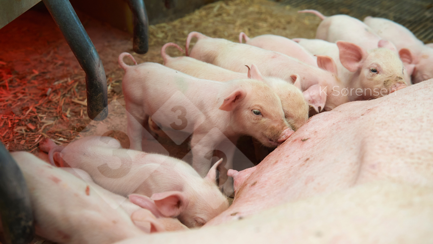 El papel de la alimentación en la longevidad de las cerdas - Artículos -  3tres3, la página del Cerdo