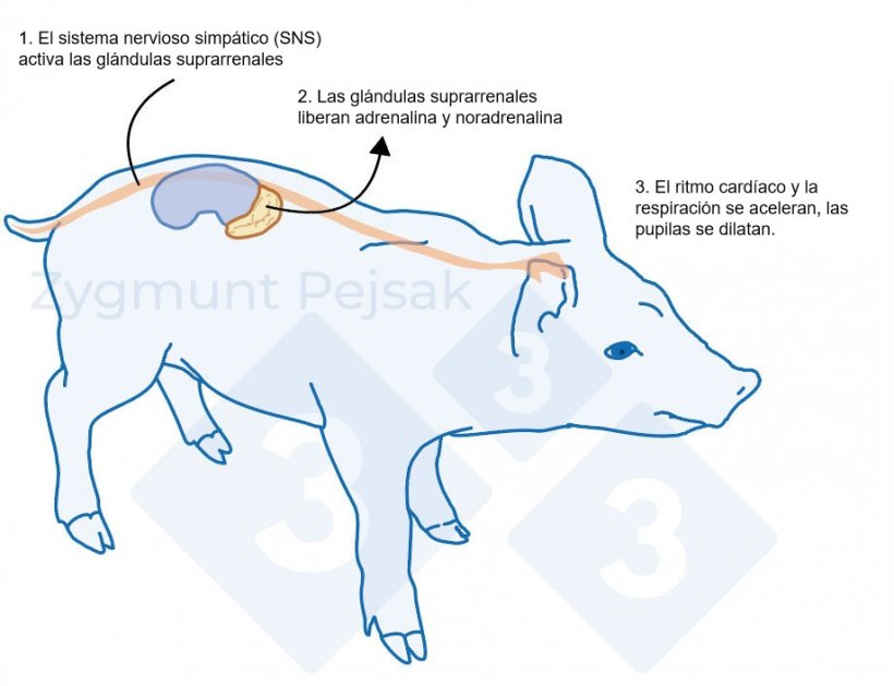 Figura 1. Despu&eacute;s de un factor estresante, el sistema simp&aacute;tico estimula las gl&aacute;ndulas suprarrenales para que liberen adrenalina y noradrenalina. La activaci&oacute;n del sistema simp&aacute;tico en cerdos puede medirse mediante la cromogranina A (CgA).
