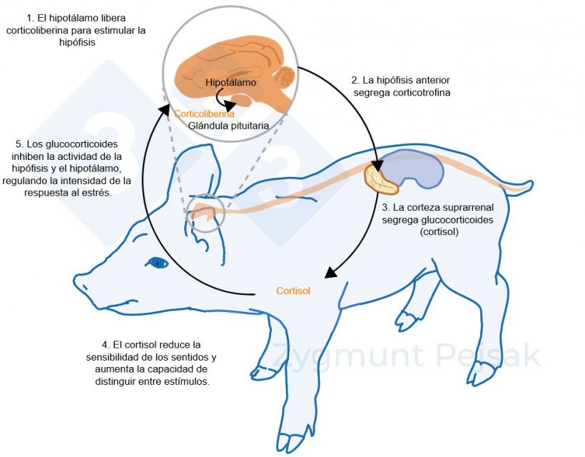 Figura 2. Minutos u horas despu&eacute;s de que se produzca el estr&eacute;s, se activa el eje hipotal&aacute;mico-hipofisario-suprarrenal (HPA). La hip&oacute;fisis segrega corticotrofina que, al llegar a la corteza suprarrenal, provoca la secreci&oacute;n de glucocorticoides, entre ellos el cortisol. Los glucocorticoides inhiben la actividad de la hip&oacute;fisis y el hipot&aacute;lamo, gracias a lo cual regulan la intensidad de la respuesta al estr&eacute;s. El cortisol se ha utilizado ampliamente como marcador de estr&eacute;s en cerdos, tambi&eacute;n como prueba no invasiva a partir de la saliva.
