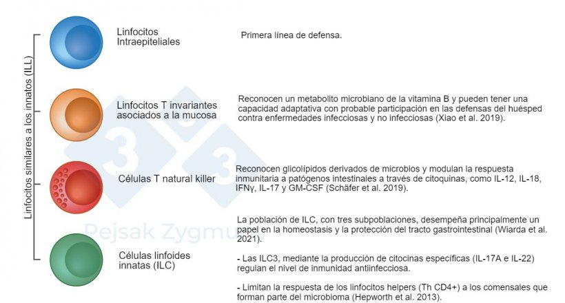 Figura 2. Entre los GALT podemos distinguir algunas poblaciones fundamentales:&nbsp;Los linfocitos similares a los innatos (ILL) se localizan en el intestino delgado y, en menor medida, en el intestino grueso, desempe&ntilde;an un papel importante como la producci&oacute;n de citocinas, mol&eacute;culas citot&oacute;xicas y p&eacute;ptidos antimicrobianos (Hepworth et al., 2013; Sch&auml;fer et al., 2019; Wiarda et al., 2020; Wiarda et al., 2021; Xiao et al., 2019).
