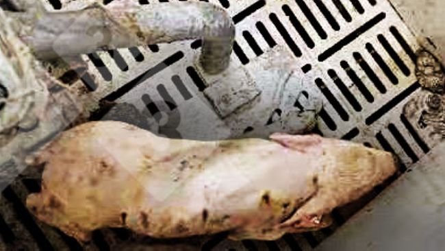 Figura 1. Lechón con fiebre >40° C, incoordinación, temblor, depresión y diarrea.