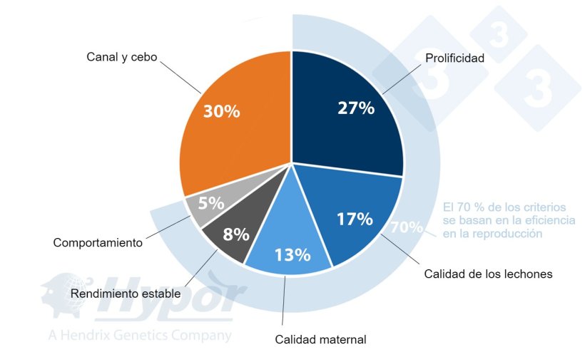 Criterios de selecci&oacute;n para las l&iacute;neas Hypor Landrace y Hypor Large White