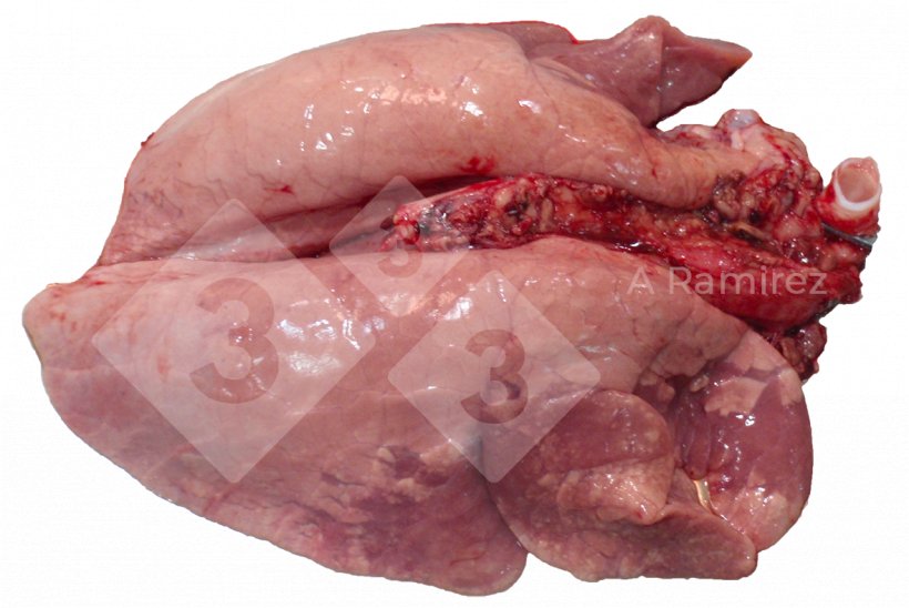 Figura 2. Consolidaci&oacute;n pulmonar craneoventral frecuente en las infecciones por influenza A no complicadas. Estas lesiones son similares a las causadas por Mycoplasma hyopneumoniae.
