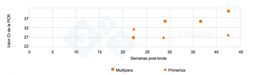 Figura 3. Evoluci&oacute;n de los valores Ct de la PCR en las semanas post brote de PRRS de muestras de lenguas de NM de primerizas y mult&iacute;paras.
