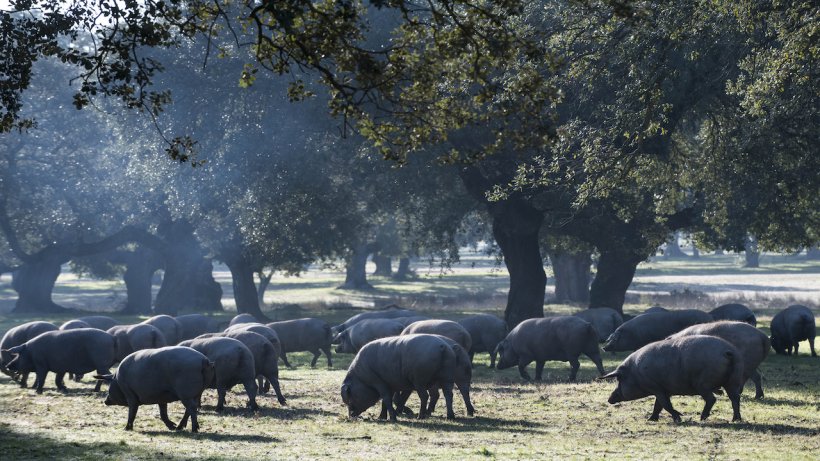 Cerdo Ibérico