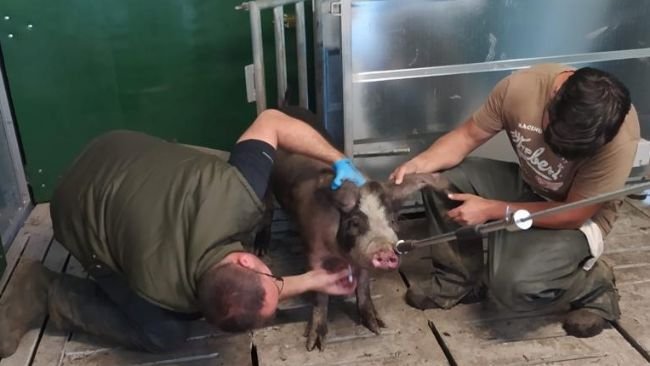 Colocación de crotales con geolocalización en cerdos de la raza Porco Celta.