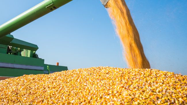 ▷ Mejores Molinos de Cereales y Maíz en 2024