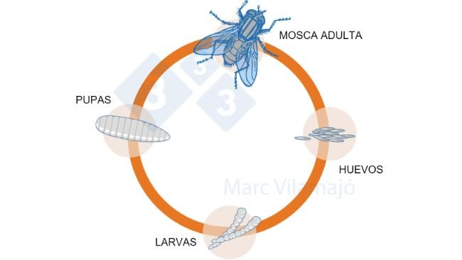 Figura 1. Ciclo biologico delle mosche.