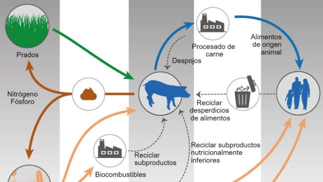 Alimentación animal y One Health. Modificado a partir de Shurson y Urriola 2022.