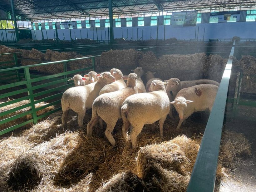 Ovino Feria Internacional Ganadera Zafra