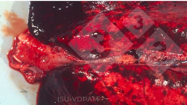 Figura 1: Lesiones pulmonares necrohemorrágicas típicas asociadas con la infección característica por APP. Fuente: ISU-VDPAM.