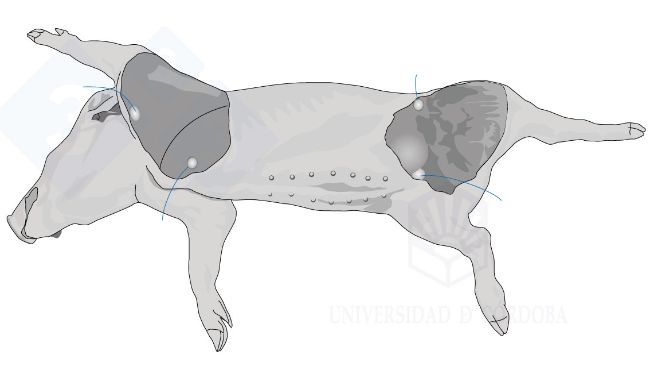 Manual De Necropsia Porcina - 3tres3, La Página Del Cerdo