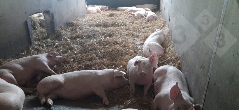 Engordes sobre cama de paja.
