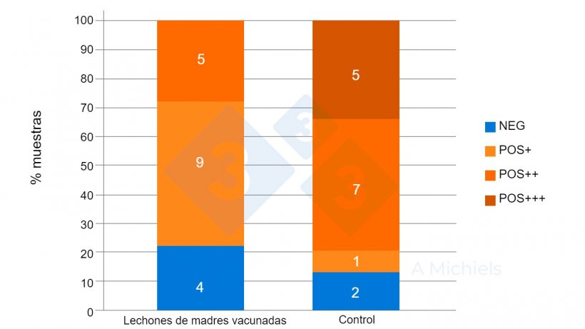 Figura 2. Muestras de fluidos orales de lechones de 5 y 8 semanas de edad. Los lechones procedentes de madres vacunadas (izquierda) muestran una fuerte reducci&oacute;n de la prevalencia de B. bronchiseptica en comparaci&oacute;n con los resultados del grupo control no vacunado (derecha).
