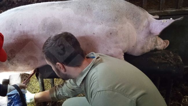 Foto 1. Punci&oacute;n femoral durante la extracci&oacute;n seminal.