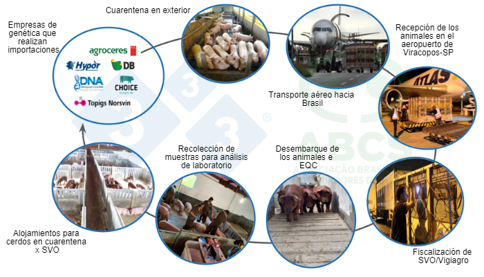 Figura 1.&nbsp;Im&aacute;genes que ilustran la secuencia de las operaciones de importaci&oacute;n de animales reproductores, desde el pa&iacute;s de origen y con destino a Brasil para cumplir con la cuarentena en EQC y posterior poblaci&oacute;n en granjas de GRSCs (im&aacute;genes proporcionadas por las empresas). Fuente: ABCS.
