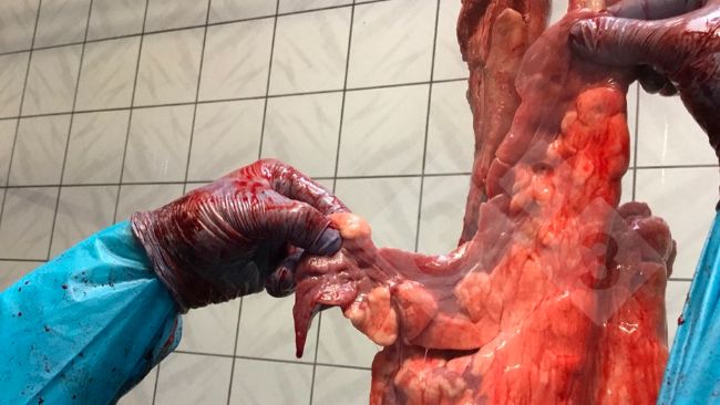 Figura 1. Examen en matadero en l&iacute;nea de sacrificio.
