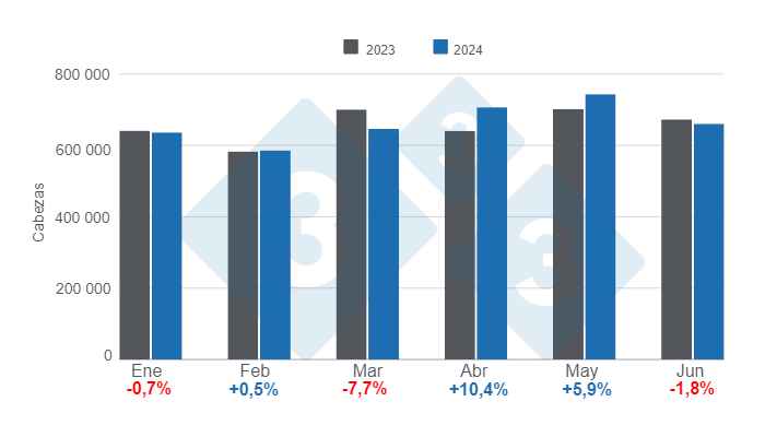 Gr&aacute;fico 1. Faena mensual de porcinos en el primer semestre de 2024, variaciones anuales.&nbsp;Elaborado por el Departamento de Econom&iacute;a e Inteligencia de Mercados de 333 Latinoam&eacute;rica con datos de la Secretar&iacute;a de Agricultura, Ganader&iacute;a y Pesca&nbsp;del Ministerio de Econom&iacute;a de Argentina.
