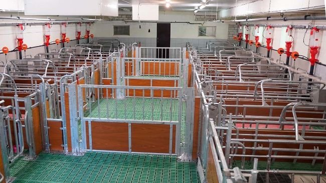 The self-catching function makes it possible to simply lock the animals in their pens during group farrowing, ensuring safe access to the pen and all important sub-areas.