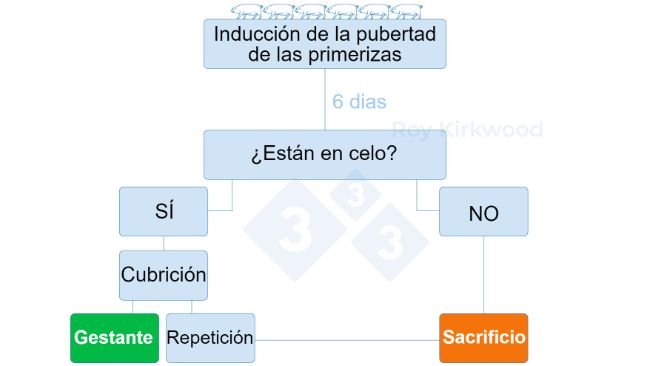 Figura 2: Protocolo propuesto de acuerdo a la respuesta del tratamiento de inducción a la pubertad. Nota: si observas < 70% de primerizas en celo a los 6 días después del tratamiento--> es probable que tengas problemas con la detección del celo.