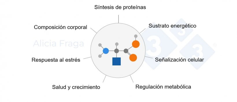 Figura 1. Funciones generales de los amino&aacute;cidos funcionales.
