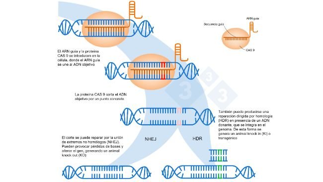 Figura 1. Edición genética mediante el sistema CRISPR-Cas9. Un ARN guía (sgRNA) reconoce una región genómica específica, que dirige a la endonucleasa de ADN Cas9. Esta enzima produce una rotura en las dos cadenas del ADN en el lugar preciso. Adaptado de: https://es.moleculardevices.com/applications/gene-editing-with-crispr-engineering