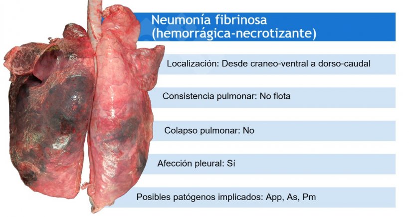 App: Actinobacillus pleuropneumoniae; As: Actinobacillus suis;&nbsp;Pm: Pasteurella multocida
