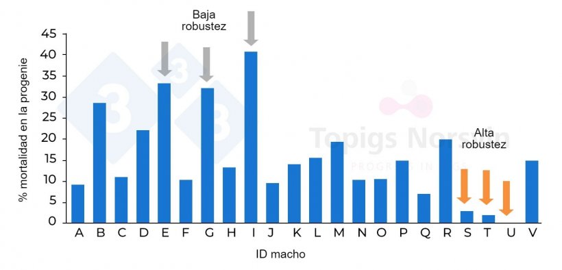 Figura 7. Diferente mortalidad de la descendencia de verracos de una misma l&iacute;nea gen&eacute;tica sometida a infecci&oacute;n experimental.
