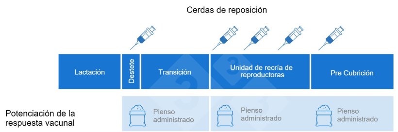 Figura 1. Ejemplo de protocolo de vacunación de primerizas y cuándo se pueden utilizar los betaglucanos como inmunoadyuvante para potenciar la respuesta vacunal de las vacunas deseadas.