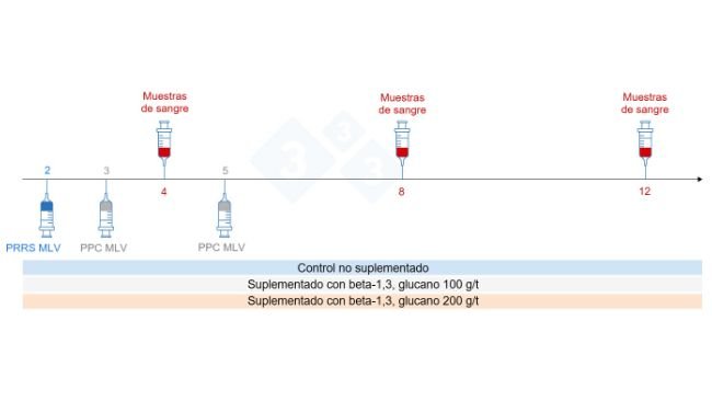 Figura 5: Diseño del ensayo: grupos, momento de vacunación y recogida de muestras de sangre (Chuaychu et al., 2024). Adaptado por S. Casiró de Chuaychu et al., 2024.
