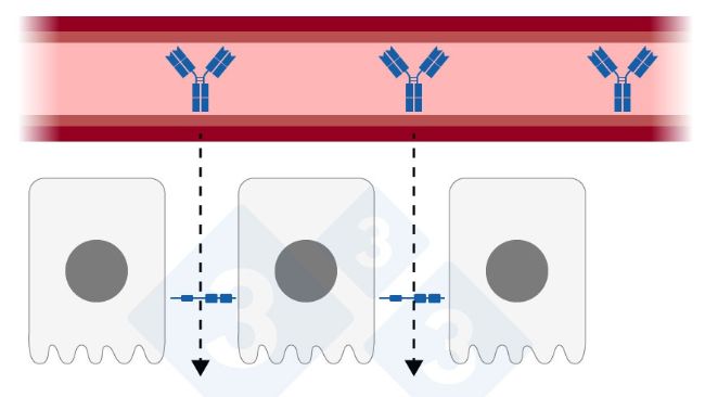 Figura 1: Uni&oacute;n estrecha relajada en el epitelio mamario. Elaborada por Sebastian Casir&oacute; &ndash; Adaptada de&nbsp;H. Quesnel y C. Farmer 2018
