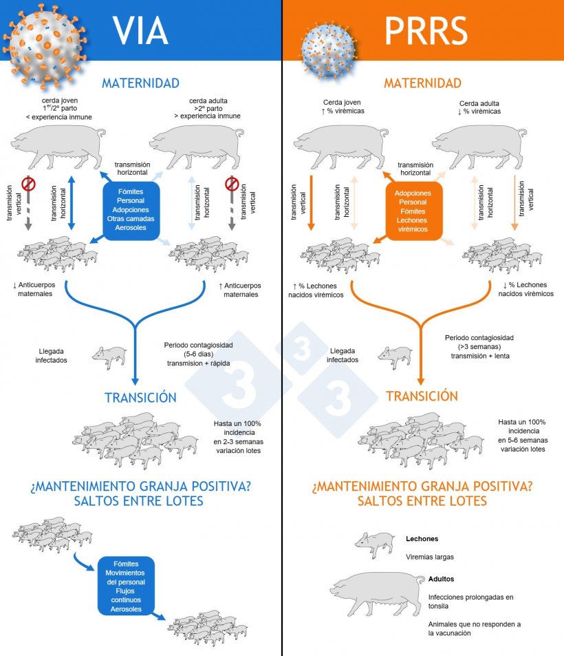 Figura 1: mecanismos del virus de PRRS y de la Influenza para establecerse de forma end&eacute;mica en las granjas.
