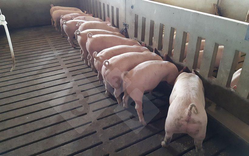 Alimentaci&oacute;n en raciones - comedero largo.
