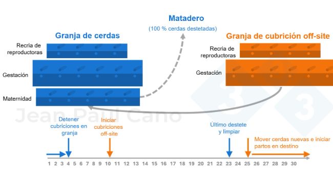 Figura 2. Diagrama de l&iacute;nea de tiempo y flujo de animales durante la despoblaci&oacute;n-repoblaci&oacute;n.