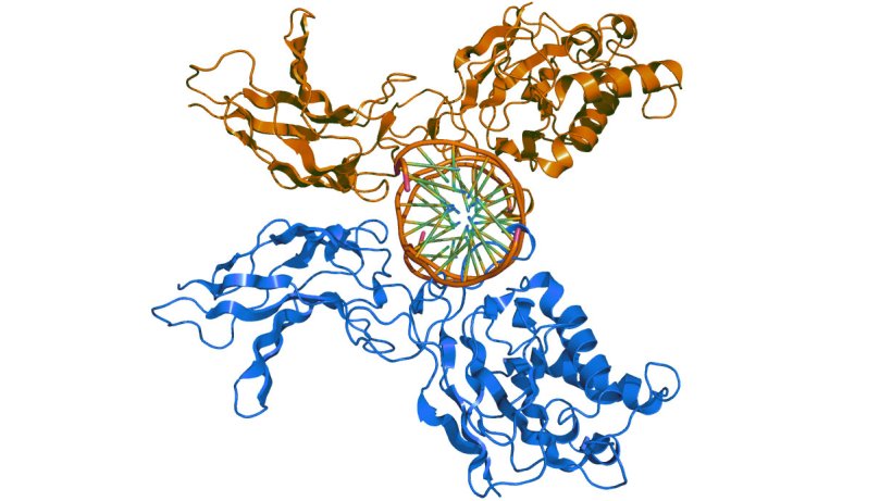 Representaci&oacute;n tridimensional del complejo proteico&nbsp;Factor Nuclear kB
