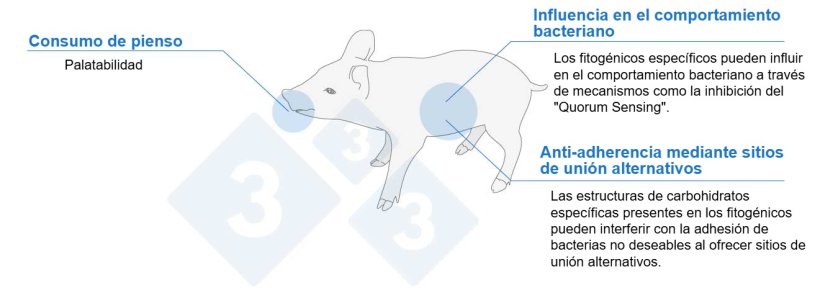 Figura 1. Los fitog&eacute;nicos pueden ayudar a los lechones a trav&eacute;s de diferentes mecanismos.

