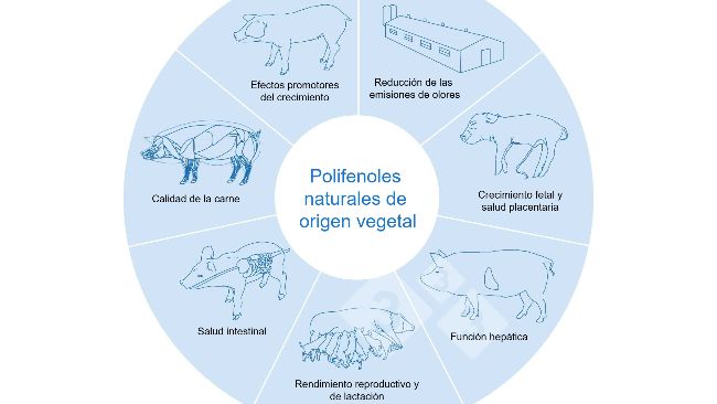 Los polifenoles vegetales naturales contribuyen a una producci&oacute;n porcina ecol&oacute;gica y saludable. Adaptado de Huadi Mei et al, 2024
