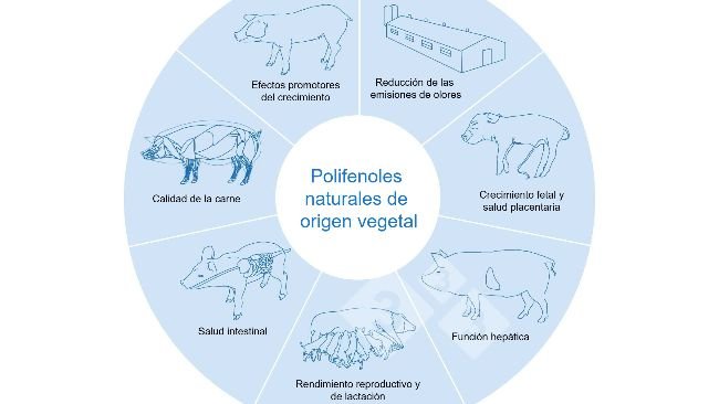 Los polifenoles vegetales naturales contribuyen a una producción porcina ecológica y saludable. Adaptado de Huadi Mei et al, 2024