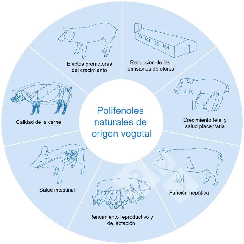Los polifenoles vegetales naturales contribuyen a una producci&oacute;n porcina ecol&oacute;gica y saludable. Adaptado de Huadi Mei et al, 2024
