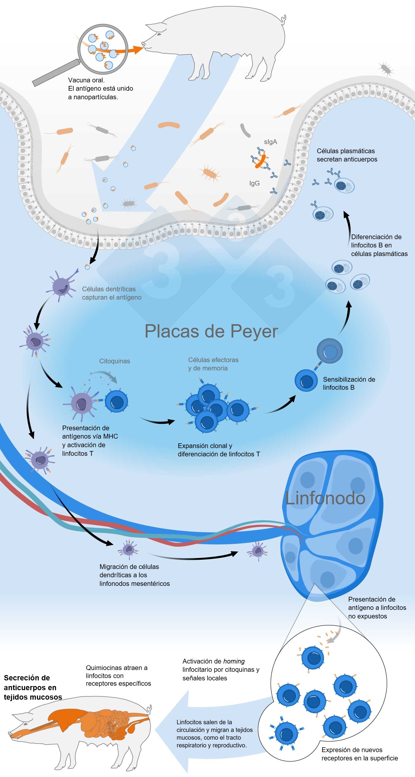 Esquema de activaci&oacute;n del sistema inmunitario com&uacute;n de las mucosas
