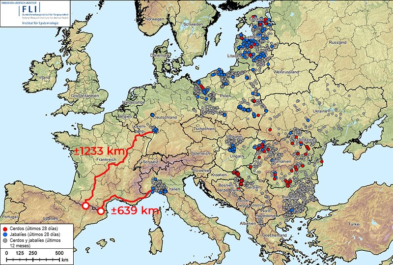 Figura 1. Distancia hasta la frontera espa&ntilde;ola desde los brotes m&aacute;s pr&oacute;ximos de&nbsp;peste porcina africana (genotipo II), que en Europa est&aacute; presente en Albania, Pa&iacute;ses B&aacute;lticos, Bosnia-Herzegovina, Bulgaria, Alemania, Grecia, Italia, Kosovo, Croacia, Moldavia, Montenegro, Macedonia del Norte, Polonia, Rumania, Suecia, Serbia, Eslovaquia, Rep&uacute;blica Checa, Ucrania y Hungr&iacute;a (20/08/2024 al 20/08/2025). Fuente de los datos: ADIS, TSN (a 20/08/2025 - 08:40)
